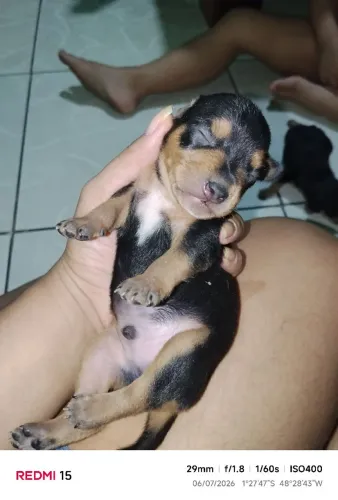 Filhotes de Pinscher 