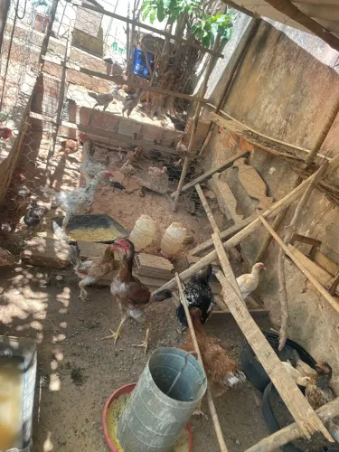 Vendo frango galinha galo