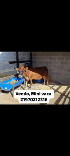 Vendo Mini Vaca