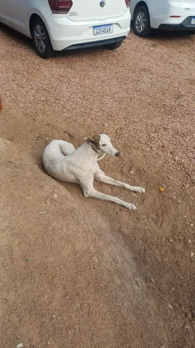 Vendo filhotes de galgos nascidos em maio