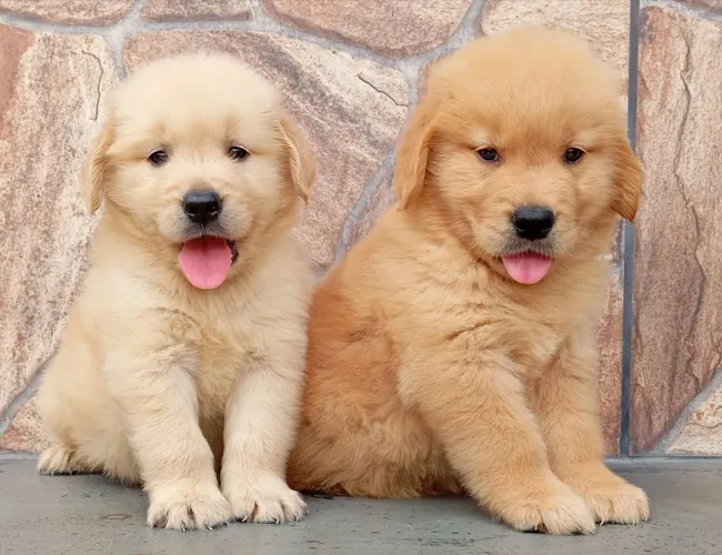 Golden Retriever Ursão 