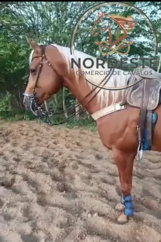 Potro Garanhão Iniciado de Direita