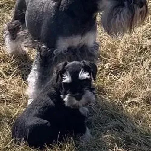 Schnauzer,Schnauzer Filhote Vacinado e Vermifugado