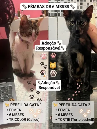 Animais