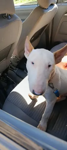 Bullterrier