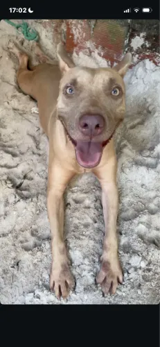 To doando essa pitbull fêmea