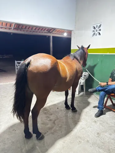 Éguas mestiça de quarto de milha