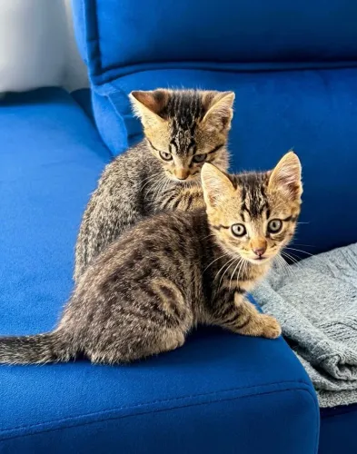Doação de gatinhas