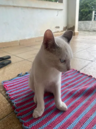 Gatinha para adoção