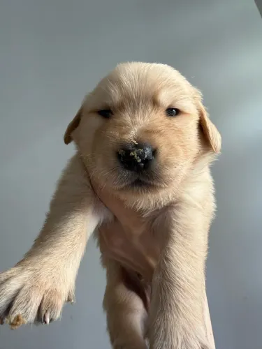 Filhotes de Golden retriever com pedigree