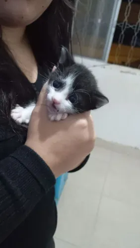 Gatos para adoção 