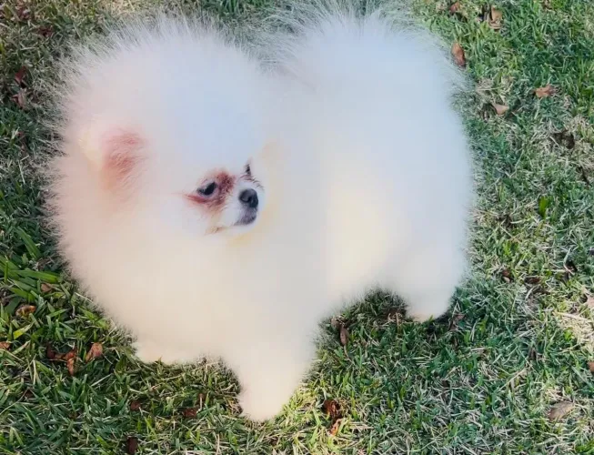 Lulu da pomerania vacinado