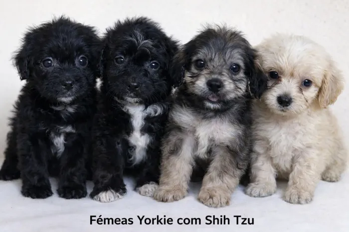 Filhotes de yorkie com shi tzu