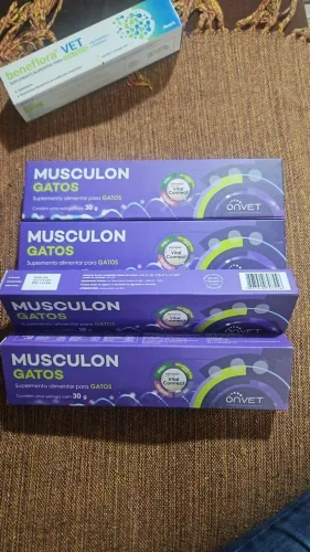 Musculon gatos