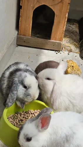 Coelho Mini Lop Uruguaio
