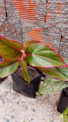 Muda de aglaonema.