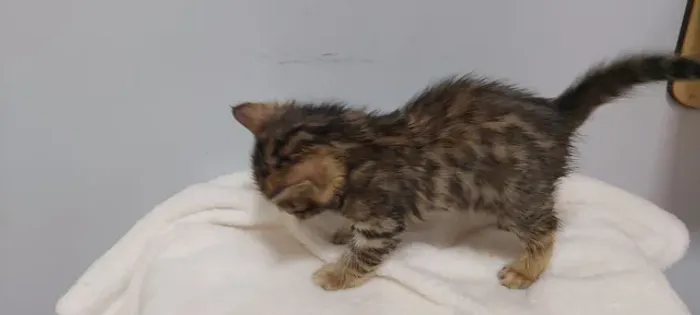 Bengal