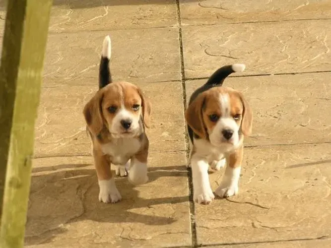 Filhotes de Beagle disponíveis! 