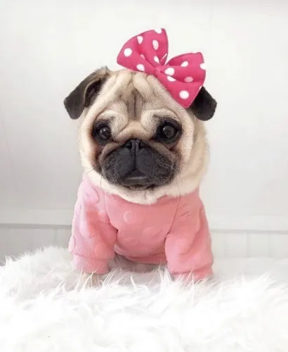 Filhote Pug adorável com laço e roupinha rosa