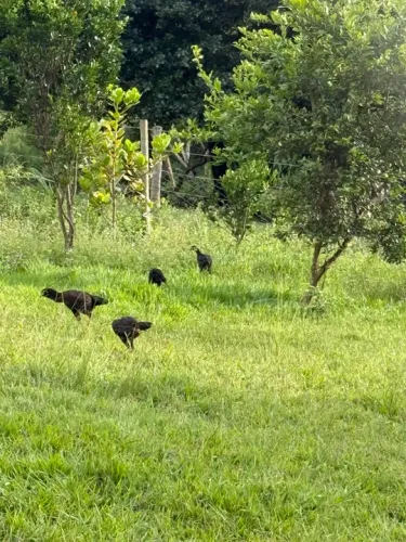 PINTINHOS Frangos Caipiras - galinhas.
