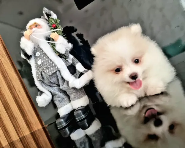 Filhotes de Spitz Alemão - lulu da Pomerânia!