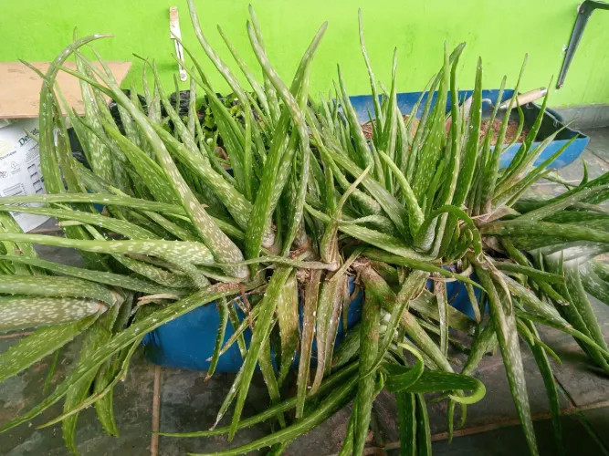 Mudas de Babosa _ Aloe Vera 30 centimetros