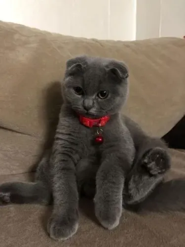 Scottish Fold Filhote na Cor Cinza