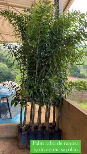 PALMEIRAS RABO DE RAPOSA