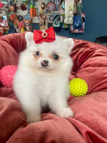 Spitz alemão fêmea cor creme disponível 
