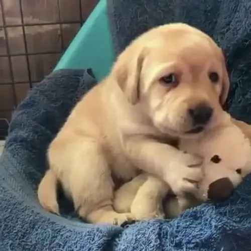 Filhote de Labrador fofo como um ursinho