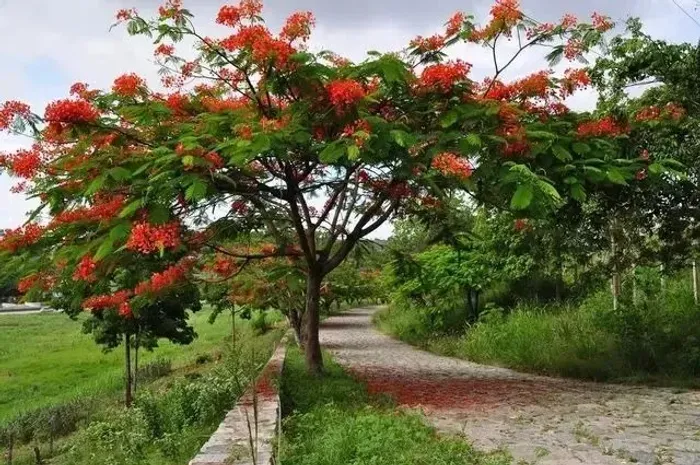 Área com 57 hectares, próximo a Bonança (Vitória de Santo Antão)