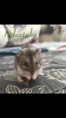 Hamster anão russo