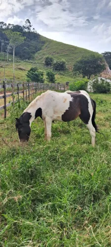 Porda Pampa