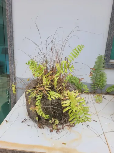 Planta