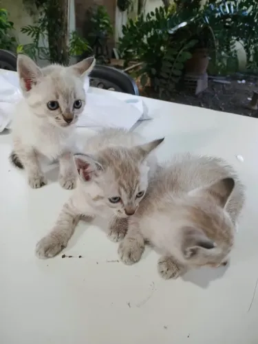 Gatinhas pra adoção responsável 