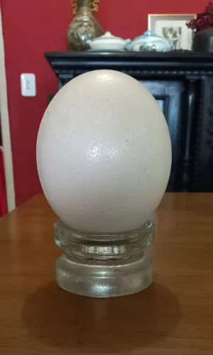 Ovo de avestruz sem suporte. 