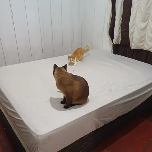 Cama casal + Cama solteiro