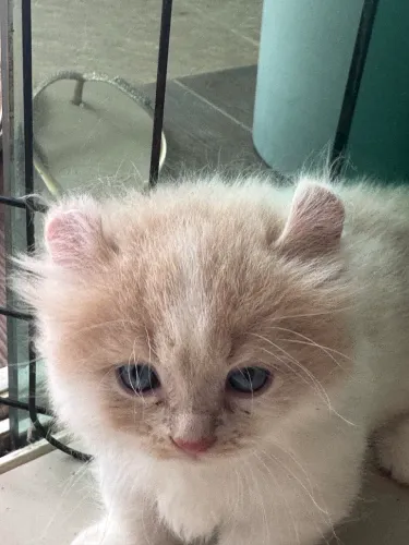 Lindo gato Mutikin 