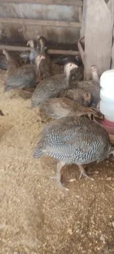 Venda