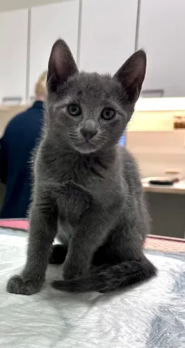 Russian blue hipoalergenico