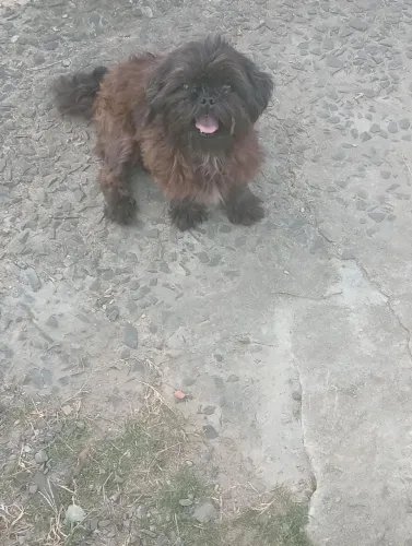 Shitzu mini