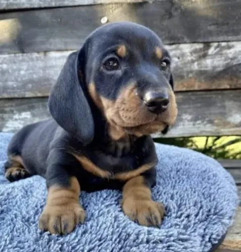 Machinho perfeito de dachshaud