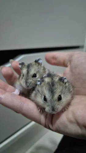 Hamster anão russo 