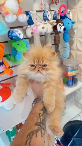 Gato Persa macho 