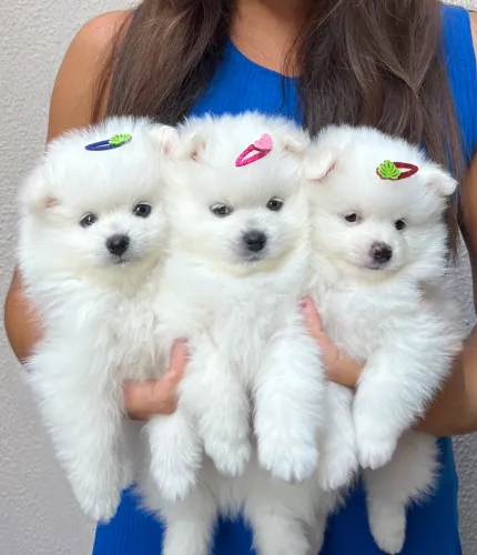 Lulu da pomerania branco anao