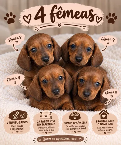 dachshund /salsicha /cofap