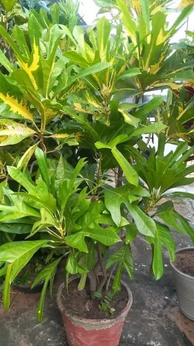 Clo verde e amarelo com o jarro