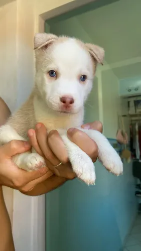 Filhote de Husky (Macho)