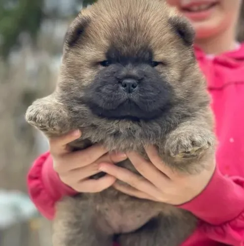 Filhotes de Chow Chow | O melhor tipo de companhia.