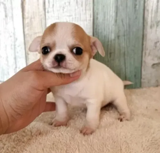 Cãozinho Chihuahua dócil com saúde e procedência garantida